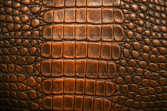 Close up exotic crocodile leather texture, natural animal skin pattern for luxury product design, high resolution background for fashion, handbags, shoes, accessories. Стоковое фото, фотограф Павел Муравьев / Фотобанк Лори
