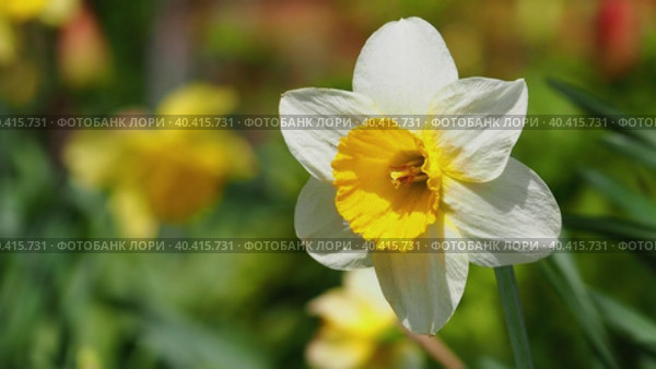 Close-up of a blooming narcissus flower swaying in the wind on a sunny day. Стоковое видео, видеограф Александр Кротков / Фотобанк Лори