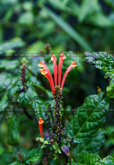 Close-up of a Jacobinia suberecta plant with bright tubular orange-red flowers and dark green wrinkled leaves, captured in a lush garden setting. Стоковое фото, фотограф Татьяна Терехина / Фотобанк Лори
