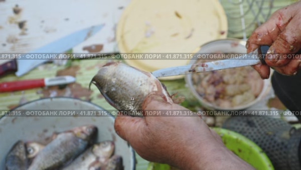 Close-up of a man ripping open the belly of a freshly scaled fish with a knife. Cleaning and cutting up live fish in the outdoors. Стоковое видео, видеограф Воловодов Владимир / Фотобанк Лори
