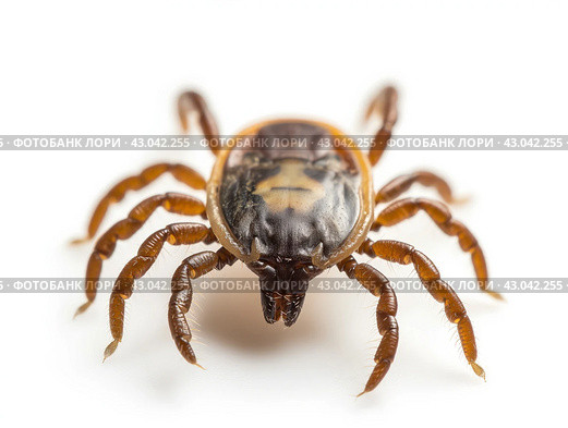 Close-up of a Tick on White Background. Стоковое AI-изображение, AI-художник Кирилл Черезов / Фотобанк Лори