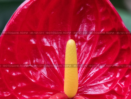 Close-up of Anthurium flower showing detail. Стоковое фото, агентство Ingram Publishing / Фотобанк Лори