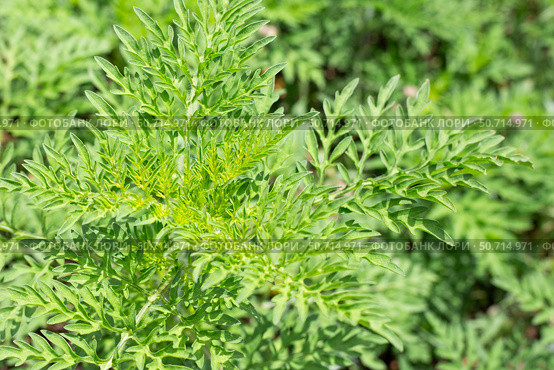 Close-up of bright green ragweed leaves. Noxious weed allergen. Стоковое фото, фотограф Коханова Наталья / Фотобанк Лори