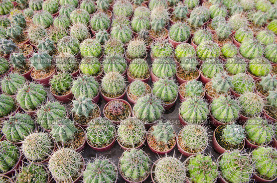 Close-up of cactus tree in stock. Стоковое фото, агентство Ingram Publishing / Фотобанк Лори