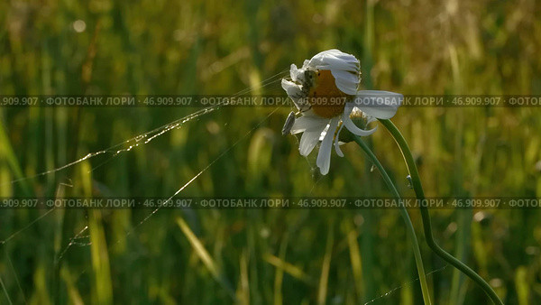 Close up of daisy flower with a spider and web on green field background. Стоковое фото, фотограф David Kashakhi / Фотобанк Лори
