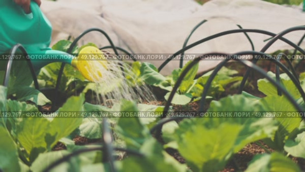 Close-up of fresh cabbage seedlings being watered from green plastic watering can in spring garden. Wet soil, covering material in background. Concept of eco-gardening and organic vegetable growing. Стоковое видео, видеограф Енваев Андрей / Фотобанк Лори