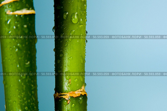 Close up of Lucky Bamboo. Стоковое фото, агентство Ingram Publishing / Фотобанк Лори