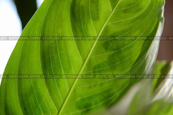 Close-up of Maranta green leaves. Стоковое фото, фотограф Ilaronsia / Фотобанк Лори