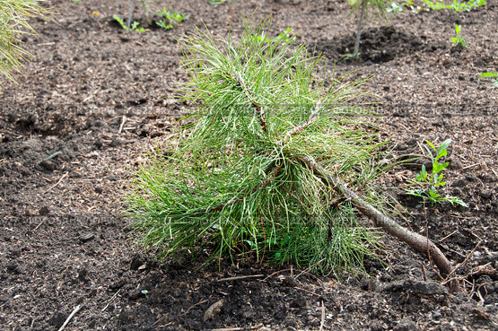 Close up of new pine tree grows in garden, Forestation. Стоковое фото, фотограф Короленко Елена / Фотобанк Лори