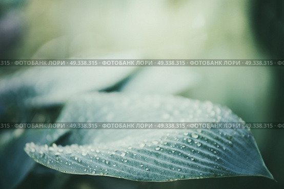 Close up of ornamental Hosta plant leaf with water drops. Стоковое фото, агентство Ingram Publishing / Фотобанк Лори