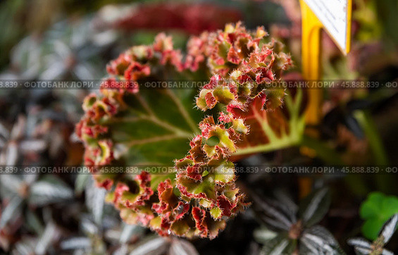Close-up of Pilea spruceana Silver Tree with its distinctive silver and green leaves accented by a red margin, showcasing its ornamental beauty. Стоковое фото, фотограф Татьяна Терехина / Фотобанк Лори