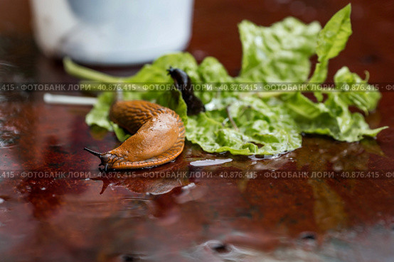 Close-up of the Spanish slug Arion lusitanicus in a bucket. Big slimy brown snails crawling around the garden. The invasion damages the leaves and crops. Collection of invasive species. Стоковое фото, фотограф Photojuli / Фотобанк Лори