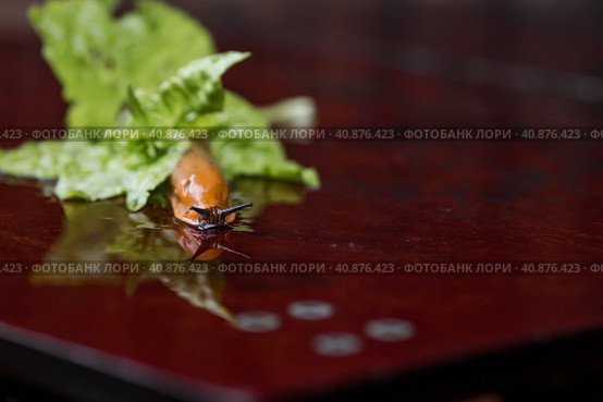 Close-up of the Spanish slug Arion lusitanicus in a bucket. Big slimy brown snails crawling around the garden. The invasion damages the leaves and crops. Collection of invasive species. Стоковое фото, фотограф Photojuli / Фотобанк Лори