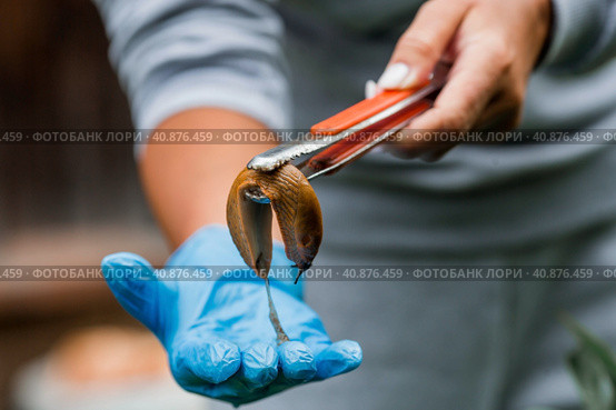 Close-up of the Spanish slug Arion lusitanicus in the hand of a gardener. Large slimy brown snails crawl around the garden. The invasion damages the leaves and crops. Collection of invasive species. (2023 год). Стоковое фото, фотограф Photojuli / Фотобанк Лори