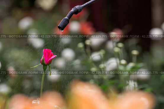 Close-up of the tip of the pesticide sprayer. An elderly woman sprays a stream of chemicals on flowers from insect pests. Blurred background. Стоковое фото, фотограф Photojuli / Фотобанк Лори