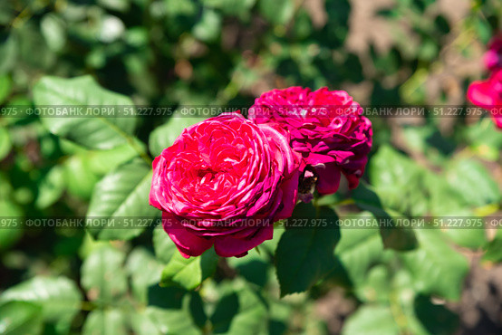 Close-up of two blooming Johann Wolfgang von Goethe roses with vivid pink petals in a summer garden, elegant flowers in natural sunlight. Стоковое фото, фотограф Татьяна Терехина / Фотобанк Лори