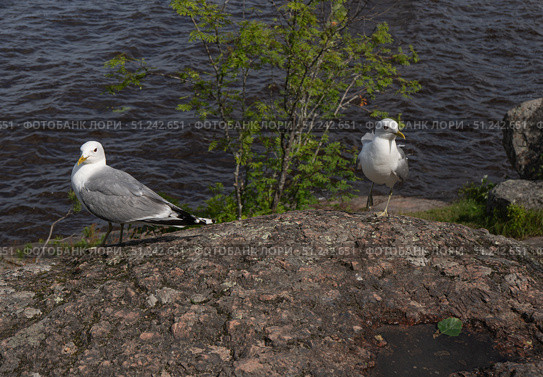 Close up of two Seagulls on Rock on shore. Стоковое фото, фотограф Мария Паина / Фотобанк Лори