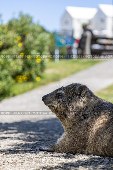 Close up side view portrait of rock hyrax. Procavia capensis. cape hyrax. Стоковое фото, фотограф Екатерина Якименко / Фотобанк Лори