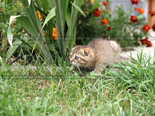 Close-up small domestic lop-eared ginger kitten of British breed look out of tall green grass. Стоковое фото, фотограф Дмитрий Нечаев / Фотобанк Лори
