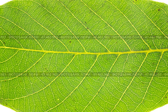 Close-up texture of green walnut leaf. Isolated. Стоковое фото, фотограф Александр Собко / Фотобанк Лори