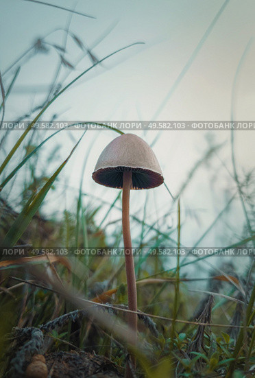 Close up vertical shot of a single poisonous mushroom growing through the wild vegetation. Moody autumnal background, nature freshness with fungi species on the meadow among green grass. Стоковое фото, агентство Ingram Publishing / Фотобанк Лори