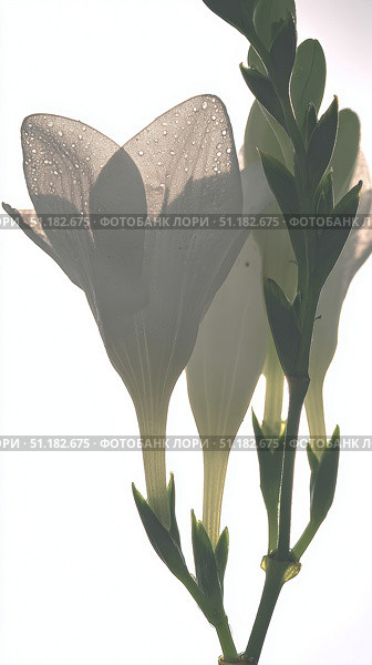 Close-up view of a white freesia flower showcasing its trumpet-shaped bloom against a clean background in soft natural light. Стоковое AI-изображение, AI-художник 123 12 / Фотобанк Лори