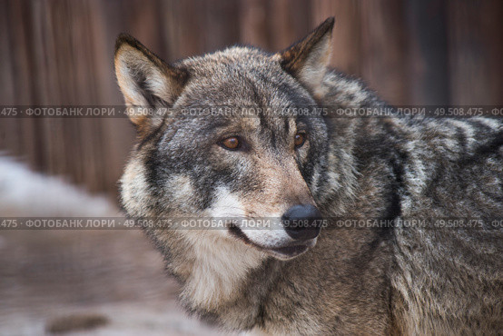 Close-up wolf. Dangerous predator. Стоковое фото, агентство Ingram Publishing / Фотобанк Лори