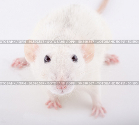 Closeup of a funny big-eared white rat (selective focus on the rat eyes) Стоковое фото, агентство Ingram Publishing / Фотобанк Лори
