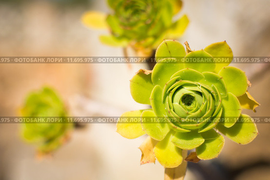Closeup of a green succulenz taken from directly above. Стоковое фото, фотограф Rüdiger Wittmann / Smarterpix / Фотобанк Лори