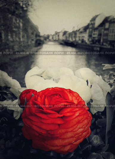 Closeup of beautiful red flower on the bridge in Strasbourg, France, Alsace. Selective color with vintage photo filter. Romantic city background with traditional timbered houses near the river. Стоковое фото, агентство Ingram Publishing / Фотобанк Лори