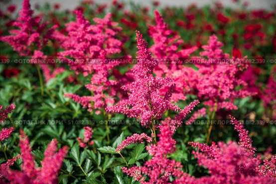 Closeup of bright pink Astilbe hybrid Mighty Red Queen flowers shows feathery plumes against dark green leaves bringing vibrant detail to the garden. Стоковое фото, фотограф Татьяна Терехина / Фотобанк Лори