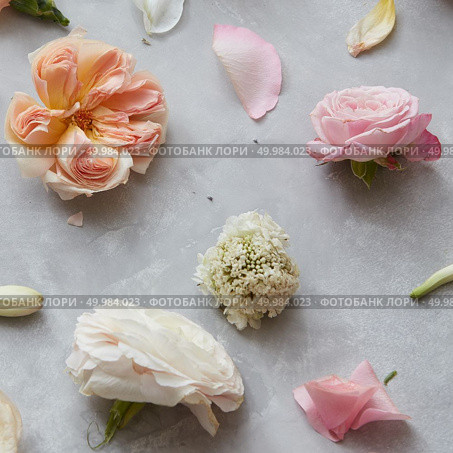 Closeup of different flowers represented separately over grey background. Beautiful flowers over grey background copy space.. Composition of flowers on grey background. Стоковое фото, агентство Ingram Publishing / Фотобанк Лори
