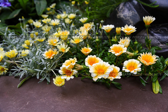 Closeup of orange and yellow Gazania flower with striking petals and green foliage, a hardy, drought-tolerant plant from the Asteraceae family. Стоковое фото, фотограф Татьяна Терехина / Фотобанк Лори