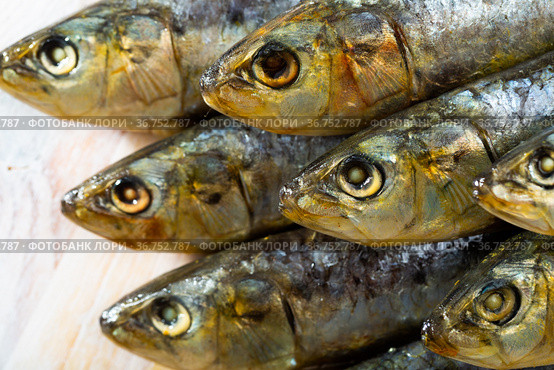 Closeup of salted sardines. Стоковое фото, фотограф Яков Филимонов / Фотобанк Лори