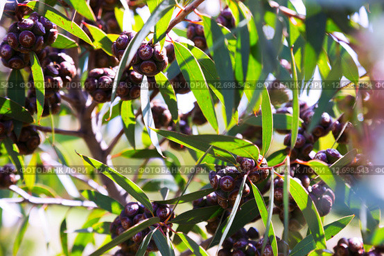 Closeup of soap mallee plant. Стоковое фото, фотограф Яков Филимонов / Фотобанк Лори