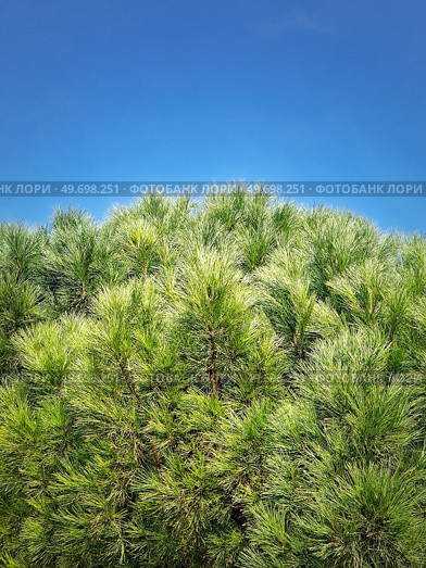Closeup pine tree branches with evergreen needles over blue sky background. Стоковое фото, агентство Ingram Publishing / Фотобанк Лори