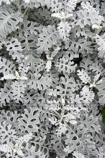 Closeup top view of Jacobaea Maritima (Dusty Miller), showing the unique lacy pattern of Silver Ragwort leaves. A soft, neutral botanical background with delicate detail. Стоковое фото, фотограф Татьяна Терехина / Фотобанк Лори