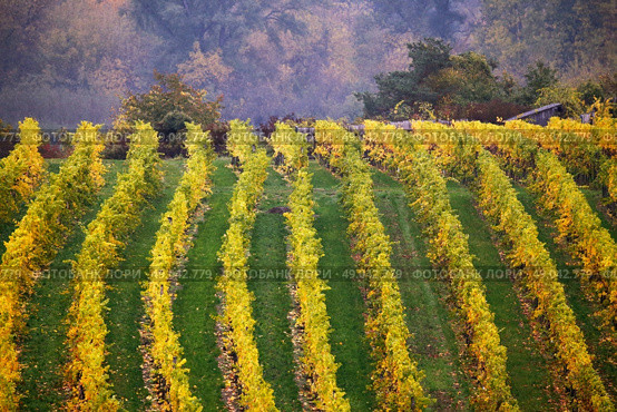 Cloudy autumn in Wachau valley. Стоковое фото, агентство Ingram Publishing / Фотобанк Лори