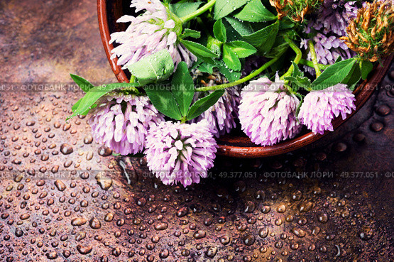 Clover or trefoil flower medicinal herbs.Healing herbs. Healing plant clover. Стоковое фото, агентство Ingram Publishing / Фотобанк Лори