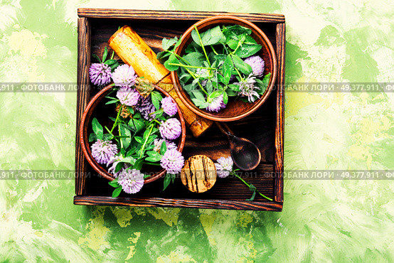 Clover or trefoil flower medicinal herbs.Healing herbs. Wild flower clover. Стоковое фото, агентство Ingram Publishing / Фотобанк Лори