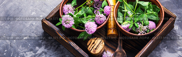 Clover or trefoil flower medicinal herbs.Healing herbs. Healing plant clover. Стоковое фото, агентство Ingram Publishing / Фотобанк Лори