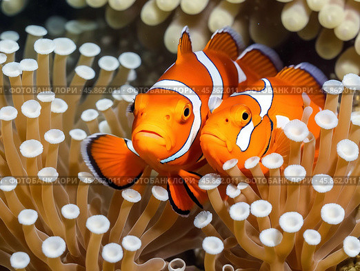 Clown fish or Clown anemonefish, Amphiprion bicolor, in natural habitat. Стоковое AI-изображение, AI-художник Евгений Ткачёв / Фотобанк Лори
