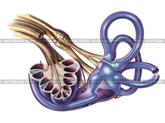 Cochlea detail with vestibulocochlear nerve. Стоковое фото, фотограф Elise Walmsley-MacWha/Stocktrek Images / ТАСС / Фотобанк Лори