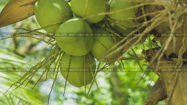 Coconat Bunch on a Palm Tree, Close up, Thailand, Asia. Стоковое фото, фотограф Igor Tichonow / Фотобанк Лори