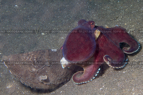 Coconut octopus sits by a coconut shell, Lembeh Strait, Indonesia. VW Pics/Stocktrek Images/TASS. Стоковое фото, агентство ТАСС / Фотобанк Лори