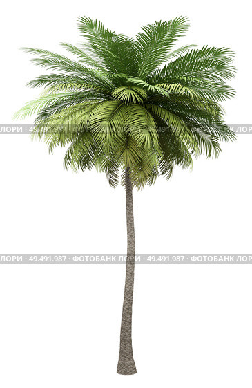 coconut palm tree isolated on white background. 3d illustration. Стоковое фото, агентство Ingram Publishing / Фотобанк Лори