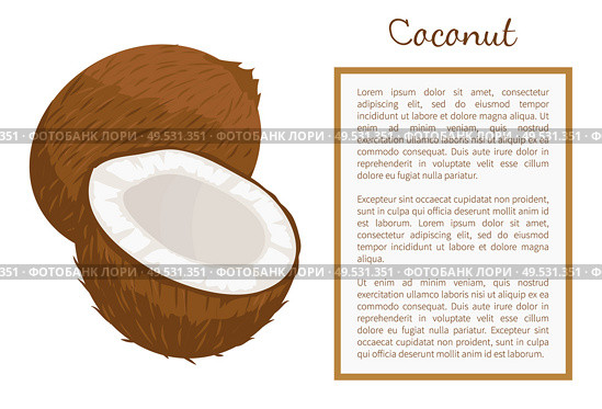 Coconut whole and cut exotic fruit vector poster frame for text. Tropical food, plant in brown shell, dieting milk for cocktails inside, vegetarian coco. Coconut Whole and Cut Exotic Fruit Vector Poster. Стоковая иллюстрация, агентство Ingram Publishing / Фотобанк Лори