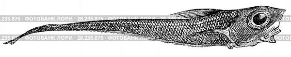 Coelorhynchus us fasciatus - рыба с сильно развитыми глазами из семейства Macruridae, распространена в Атлантическом океане, на глубине около 500 метров. Разнообразие видов глубоководных животных. Стоковая иллюстрация, иллюстратор Макаров Алексей / Фотобанк Лори
