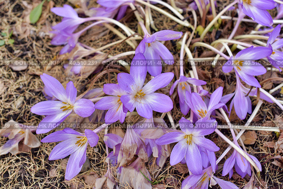 Colchicum Water Lily (Colchicum speciosum. Стоковое фото, фотограф Анна Кривицкая / Фотобанк Лори