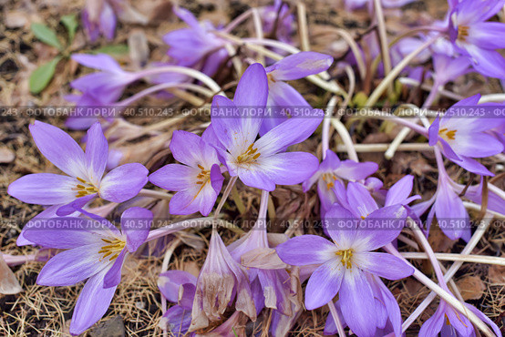 Colchicum Water Lily (Colchicum speciosum. Стоковое фото, фотограф Анна Кривицкая / Фотобанк Лори